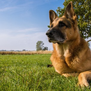 Немецкая овчарка