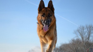 Ушки на макушке